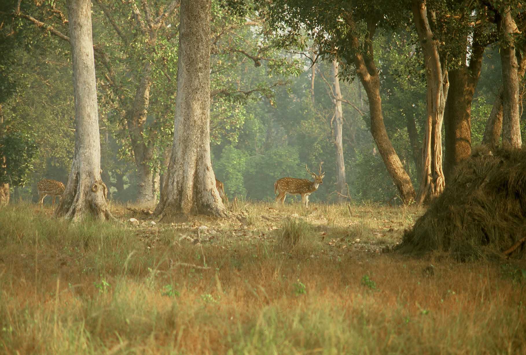 Kanha