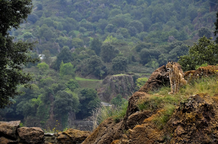 Lion Point, Lonavala